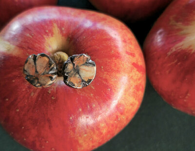 Pendientes de Quiastolita